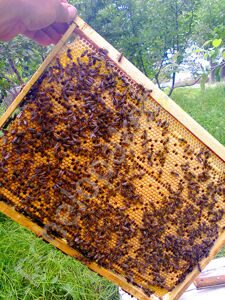 купить пчелопакеты 2018 в Омске