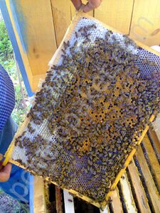 купить пчелопакеты в Омске